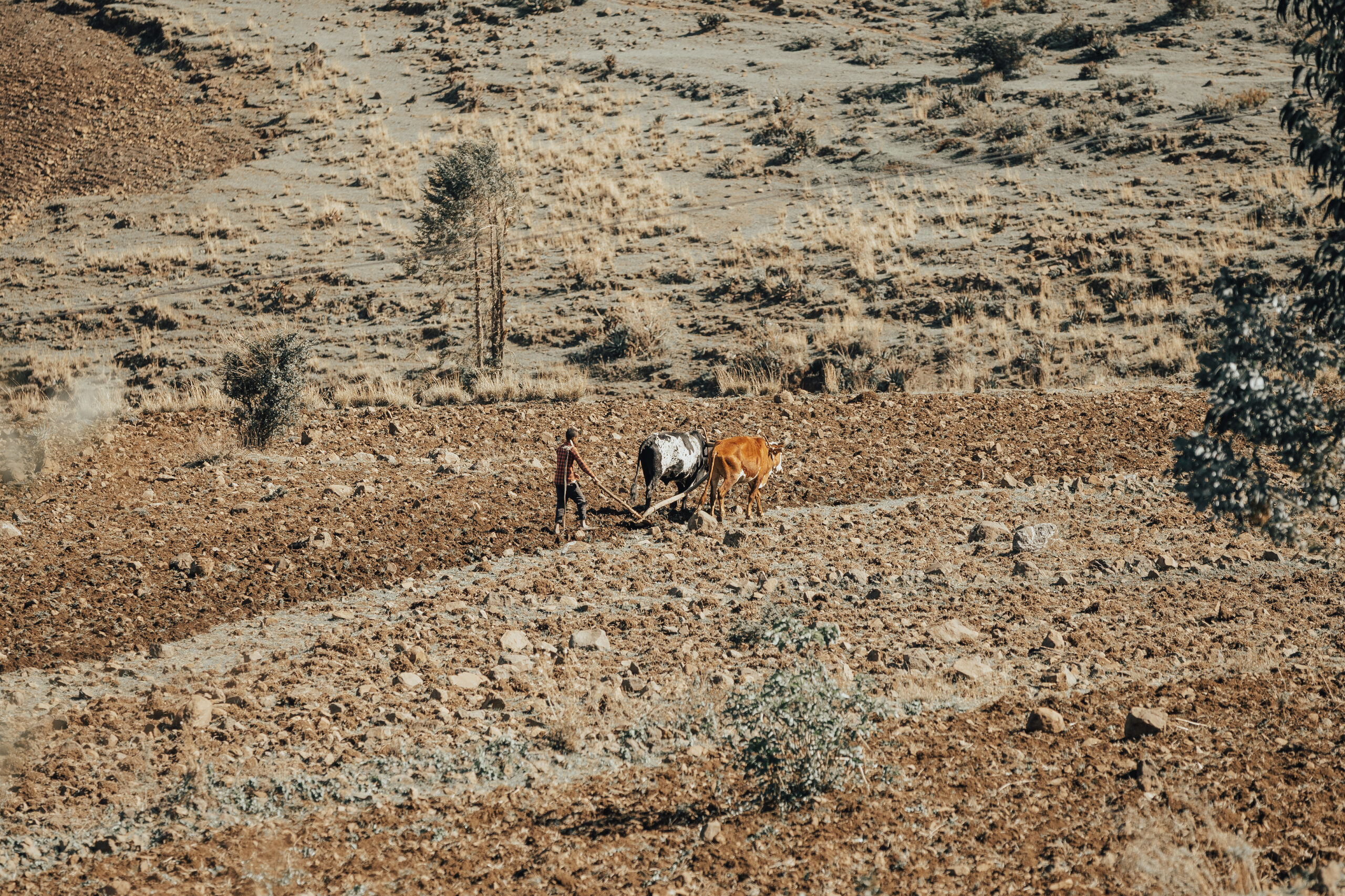 Photo of Ethiopian farmer plowing rocky fields with plow pulled by cows