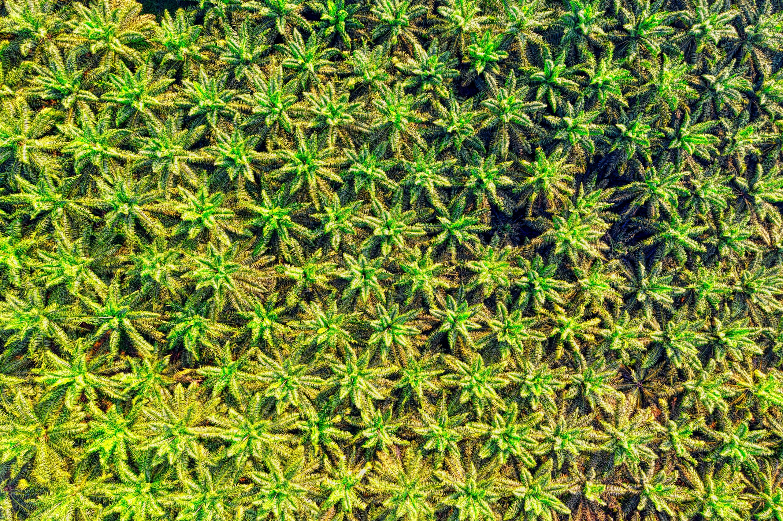 Drone aerial view of tops of palm trees