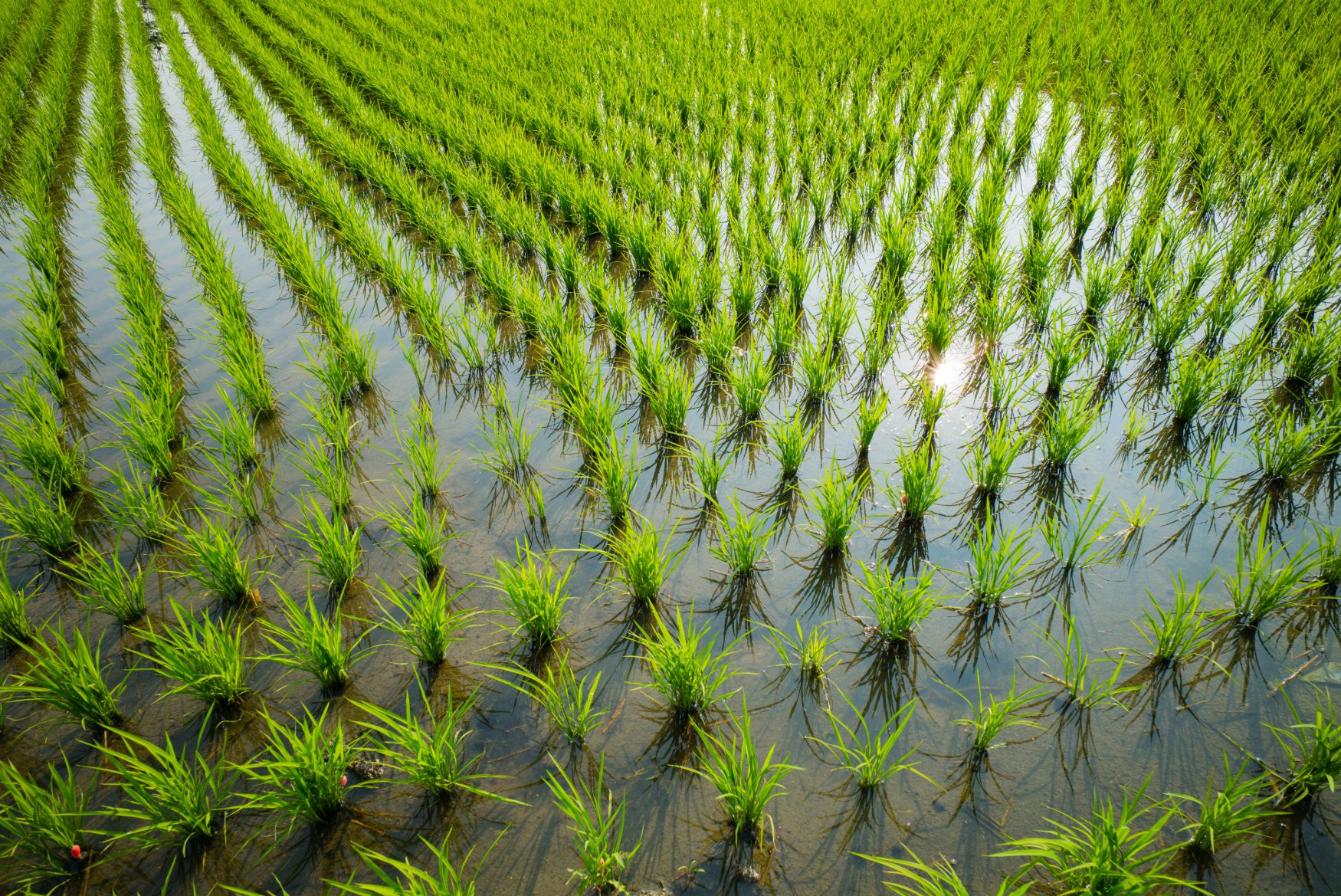 Green rice field