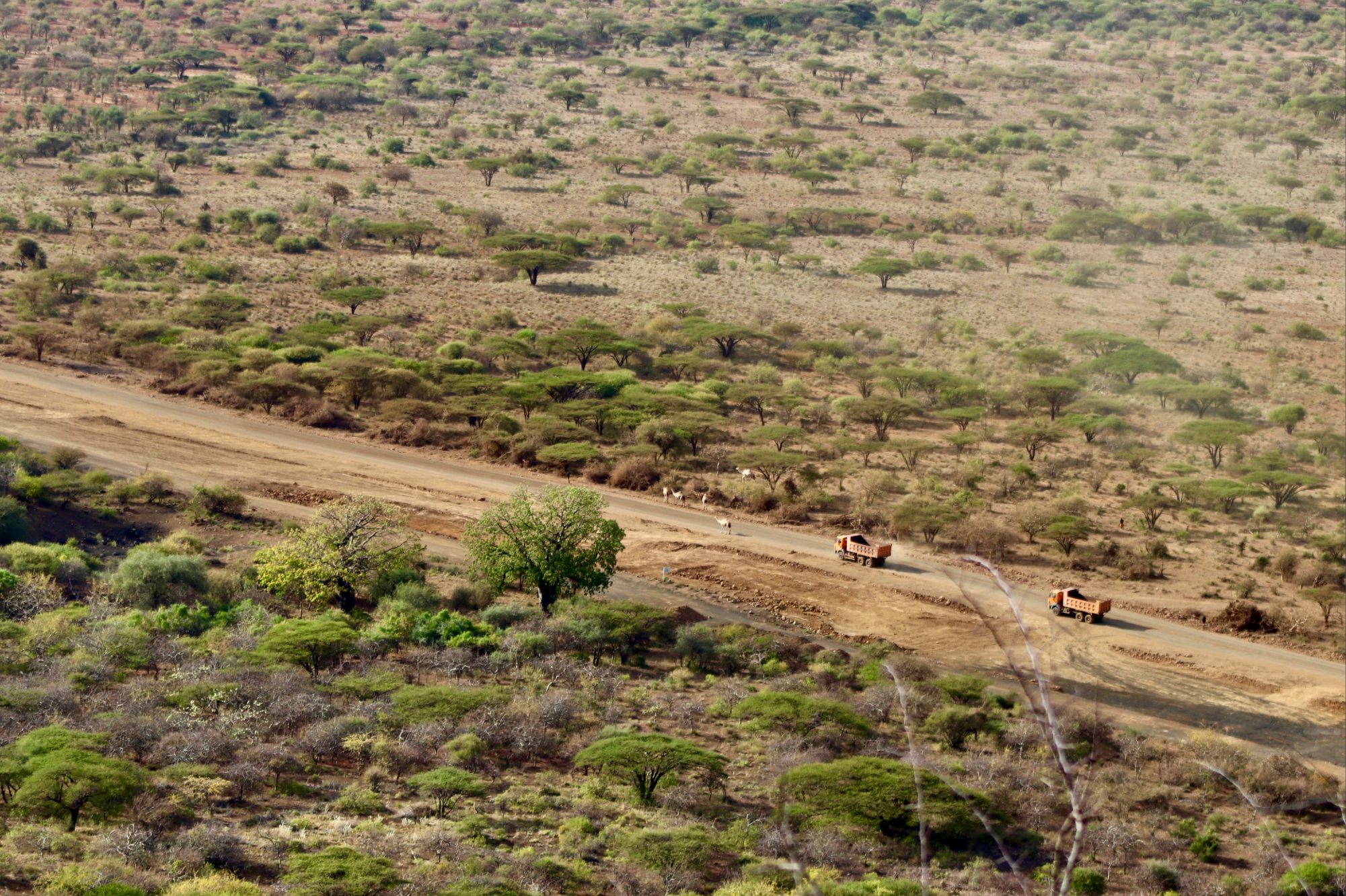 photo of dump trucks clearing a large area for a road while camels walk along side