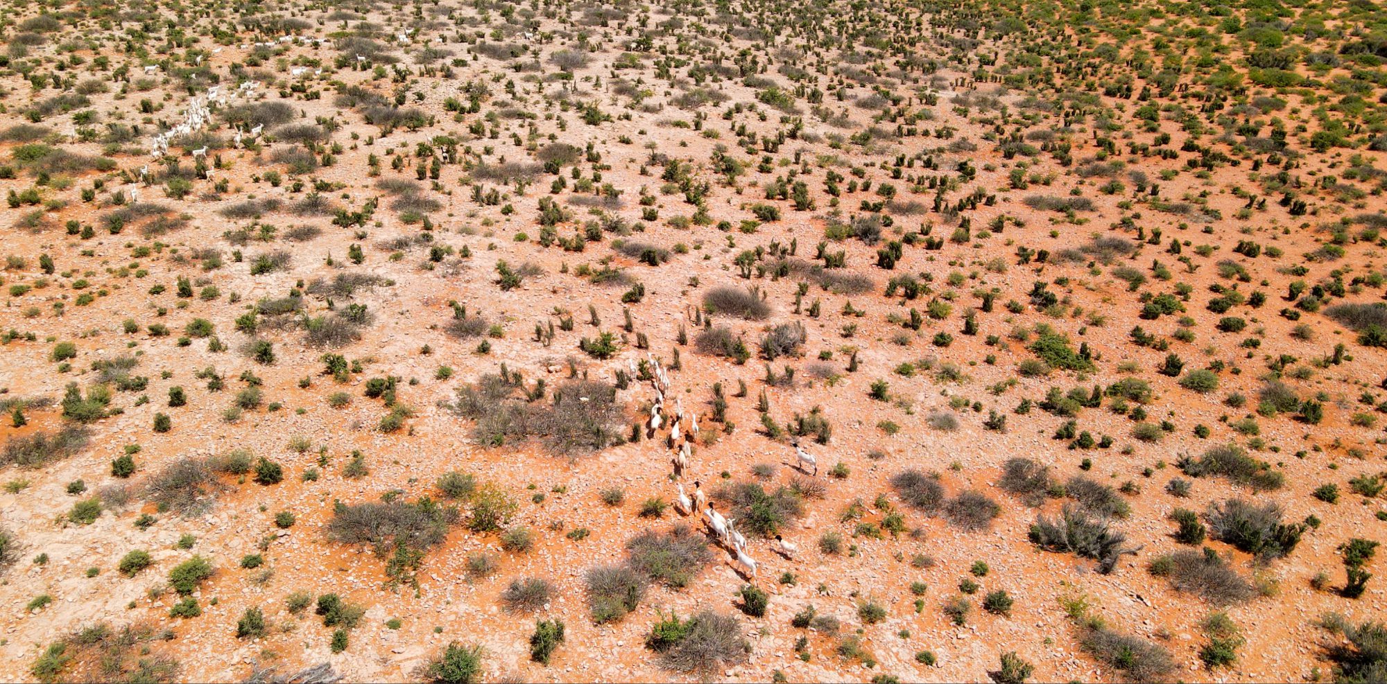 Aerial view of goats and sheep trekking a barren a barring pastureland in search of ever shrinking grass and shrubs.