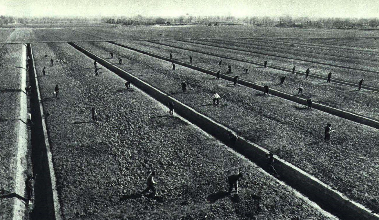 grainy photo of workers in fields china